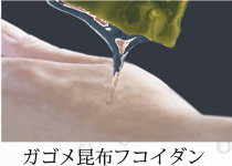 ガゴメ昆布フコイダン